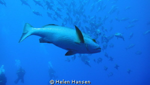 amazing they were crowds by Helen Hansen 